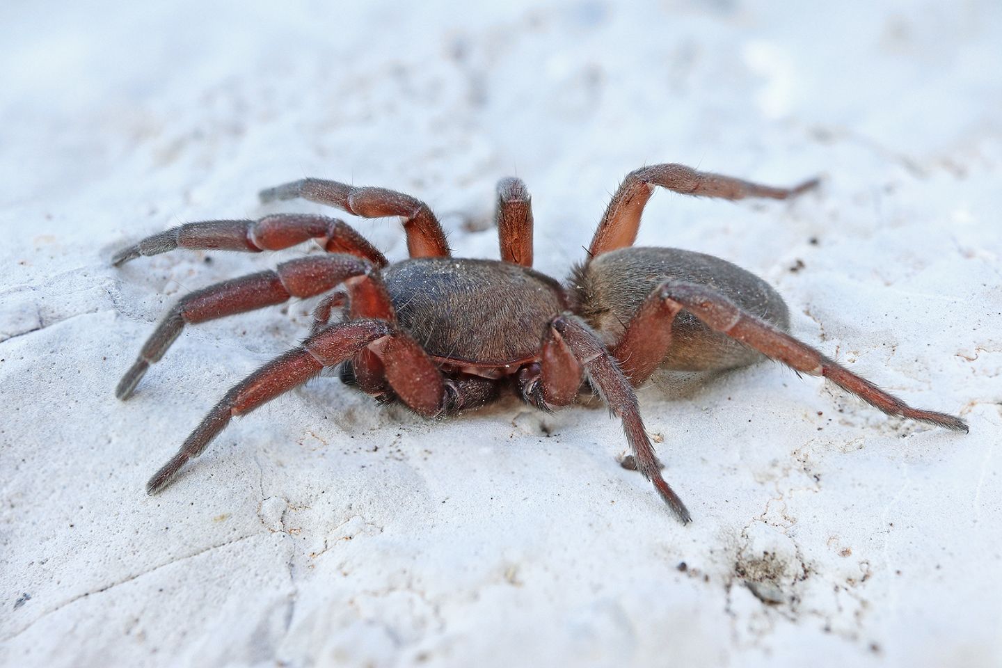 Gnaphosidae: cfr. Haplodrassus macellinus  - Portovenere (SP)